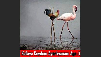 Tanımsız