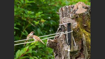 Ağaç Serçesi