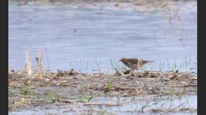 Kızılgerdanlı İncirkuşu
