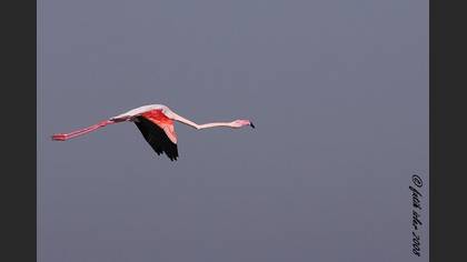 Flamingo