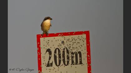 Tanımsız