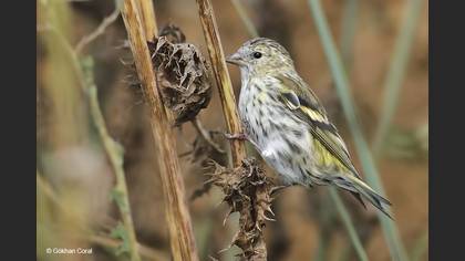 Karabaşlı İskete