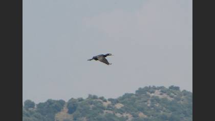 Karabatak