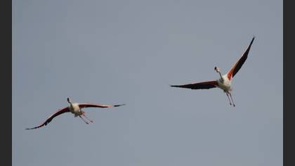 Flamingo