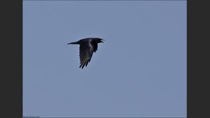 Kuzgun