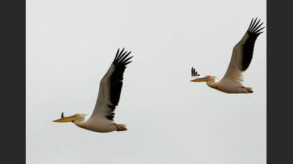 Ak Pelikan
