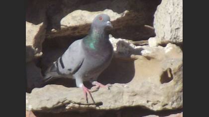 Tanımsız