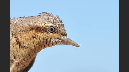 Boyunçeviren