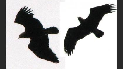Tanımsız