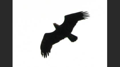 Küçük Orman Kartalı