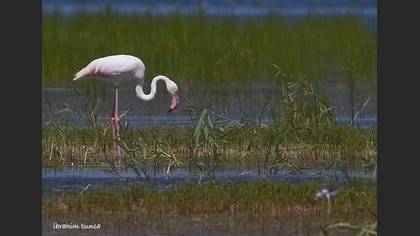 Flamingo