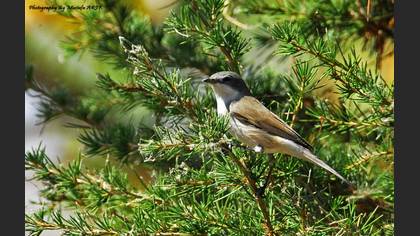 Tanımsız
