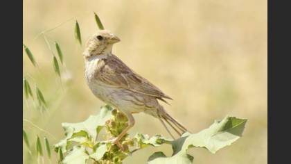 Tanımsız