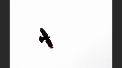 Sarıgagalı Dağ Kargası