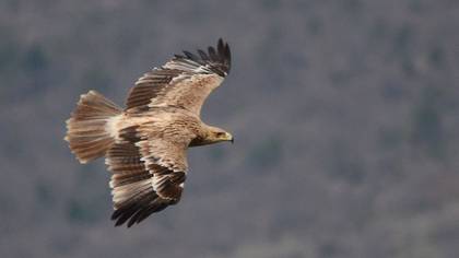 Şah Kartal