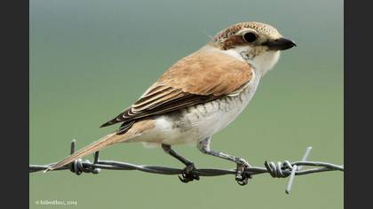 Kızılsırtlı Örümcekkuşu