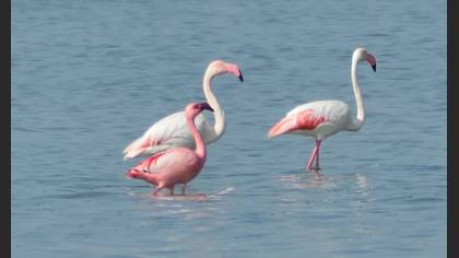 Küçük Flamingo