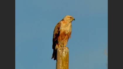 Kızıl Şahin