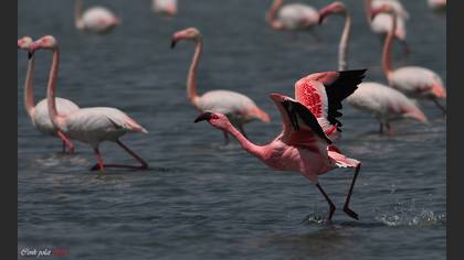 Küçük Flamingo