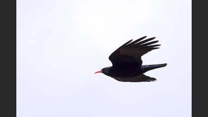 Kırmızıgagalı Dağ Kargası
