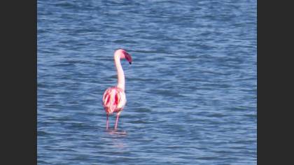 Küçük Flamingo