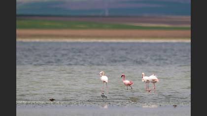 Küçük Flamingo