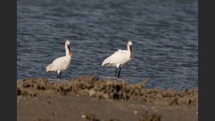Kaşıkçı