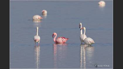 Küçük Flamingo