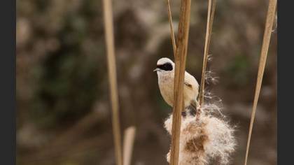 Çulhakuşu