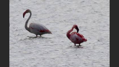 Küçük Flamingo
