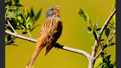 Kızıl Kirazkuşu