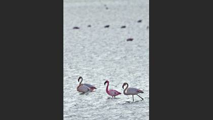 Küçük Flamingo