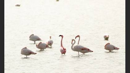Küçük Flamingo