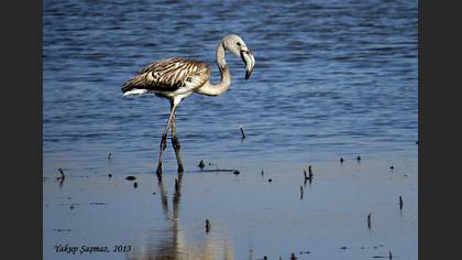 Flamingo