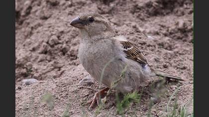 Undefined