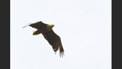 Akkuyruklu Kartal