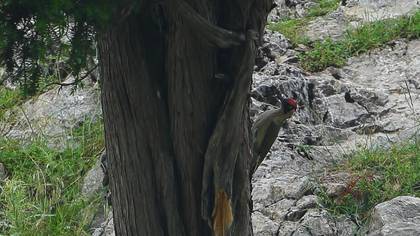 Yeşil Ağaçkakan