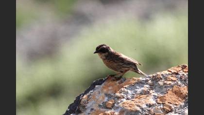 Sürmeli Dağbülbülü