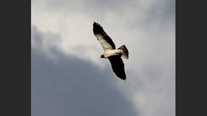 Küçük Kartal