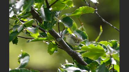 Yeşil Çıvgın