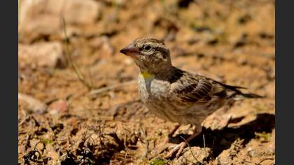 Kaya Serçesi