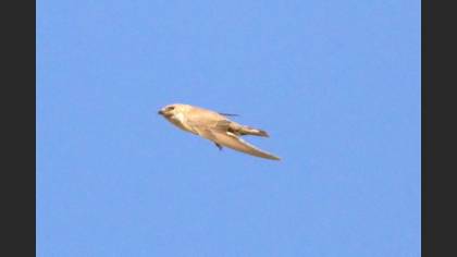 Kaya Kırlangıcı