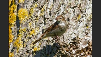 Bülbül
