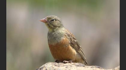 Kirazkuşu