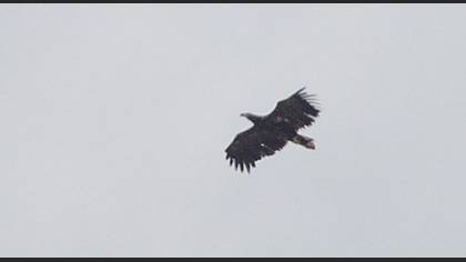 Akkuyruklu Kartal