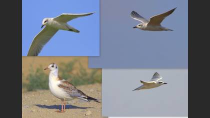 Undefined