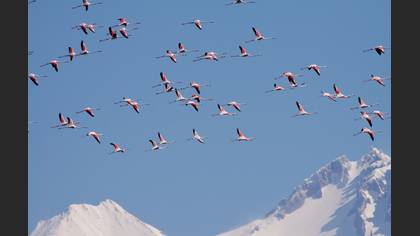 Flamingo