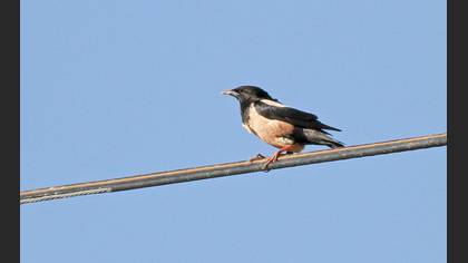 Alasığırcık