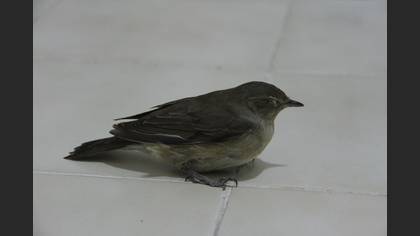 Tanımsız