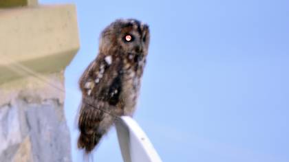 Alaca Baykuş